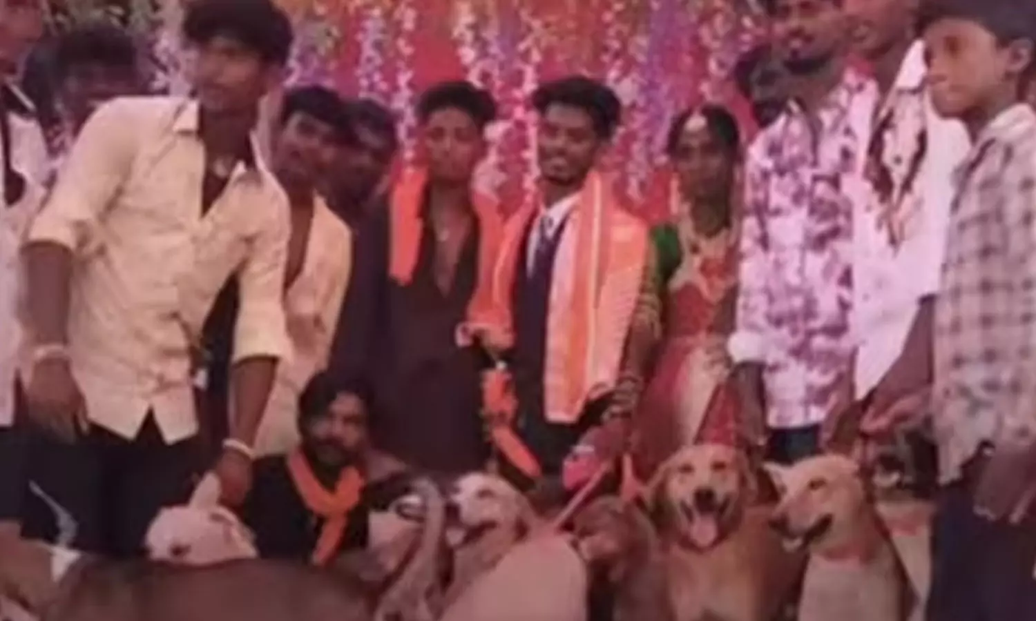 திருமண விருந்தில் தெருநாய்கள் - விலங்கு நல ஆர்வலரின் வினோத செயல்