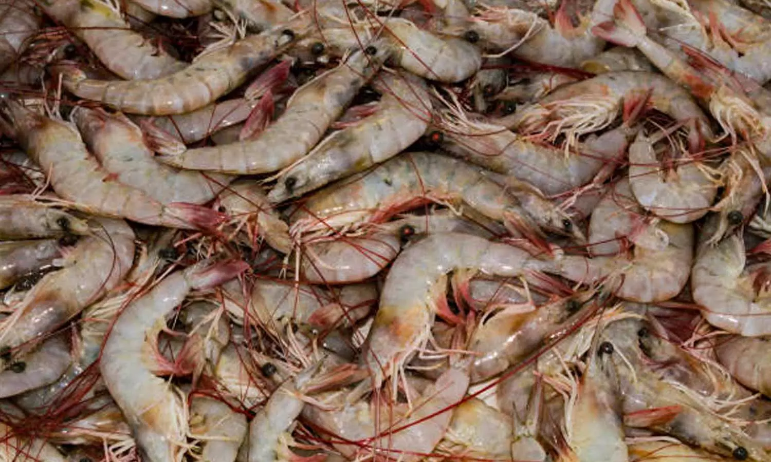 தமிழகத்தில் இருந்து அமெரிக்காவுக்கு இறால் ஏற்றுமதி முற்றிலும் நிறுத்தம்