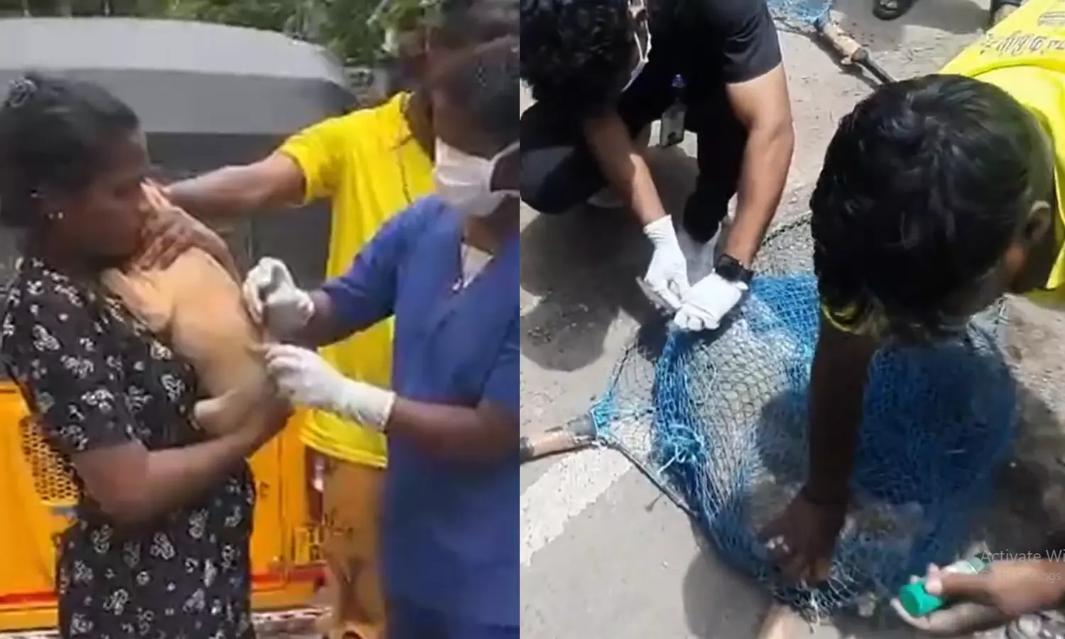 இதுவரை 28,250 நாய்களுக்கு ரேபிஸ் தடுப்பூசி- சென்னை மாநகராட்சி