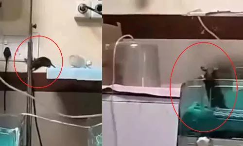 பச்சிளம் குழந்தைகளை கடித்து குதறிய எலிகள்- அரசு ஆஸ்பத்திரியில் சம்பவம்