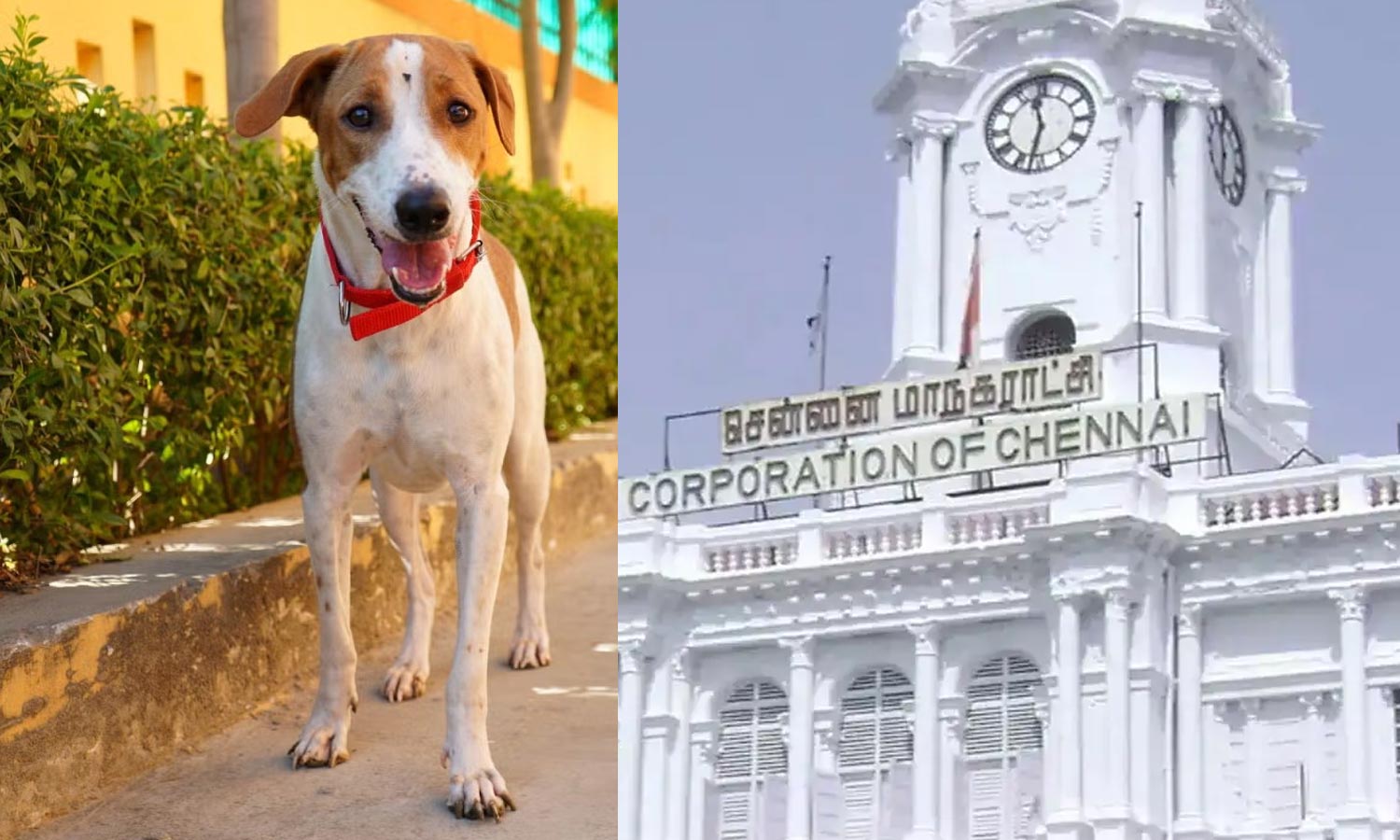 வளர்ப்பு நாய்களுக்கு 'மைக்ரோ சிப்' கட்டாயம்  - மீறினால் ரூ.3000 வரை அபராதம் : மாநகராட்சி முடிவு