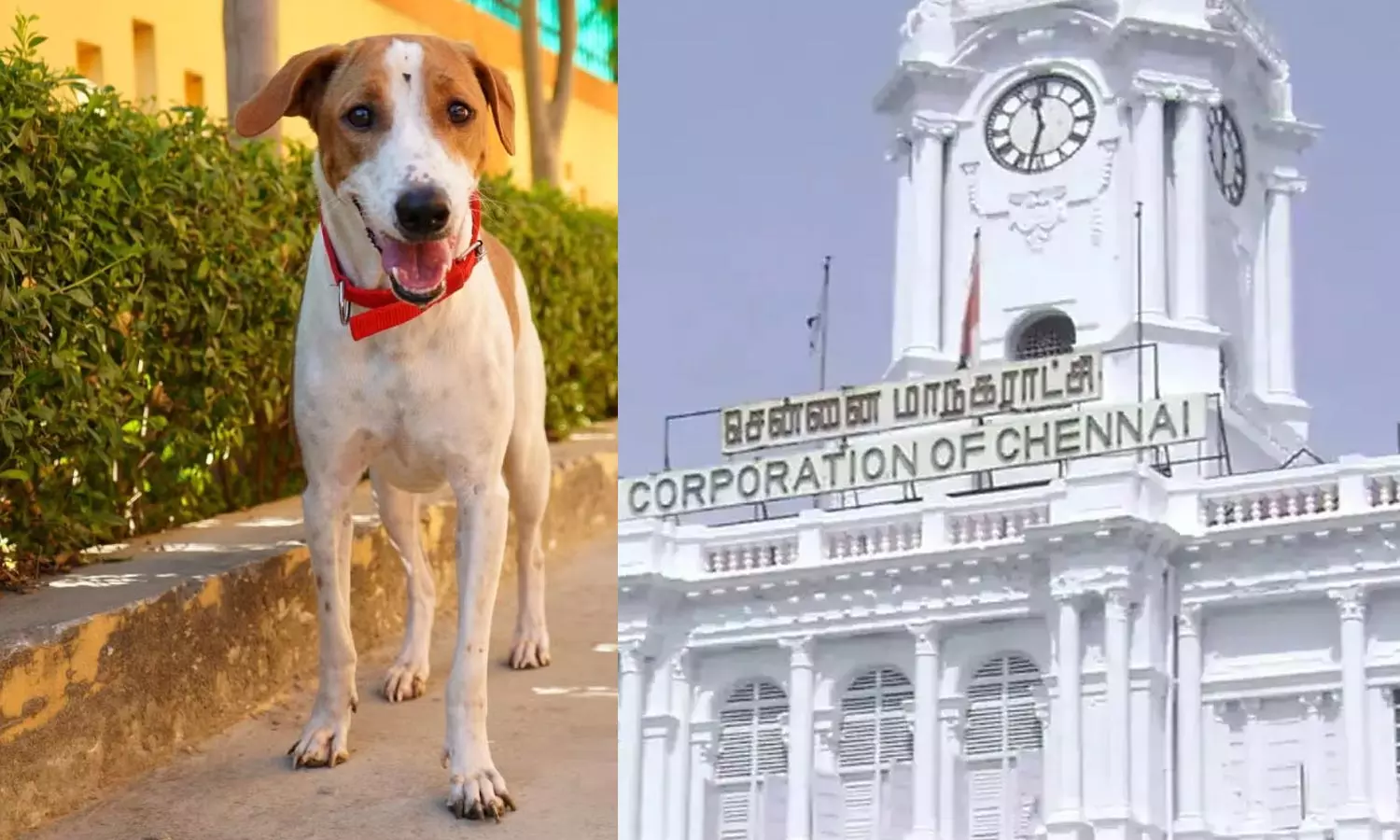 வளர்ப்பு நாய்களுக்கு மைக்ரோ சிப் கட்டாயம்  - மீறினால் ரூ.3000 வரை அபராதம் : மாநகராட்சி முடிவு