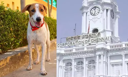 வளர்ப்பு நாய்களுக்கு மைக்ரோ சிப் கட்டாயம்  - மீறினால் ரூ.3000 வரை அபராதம் : மாநகராட்சி முடிவு