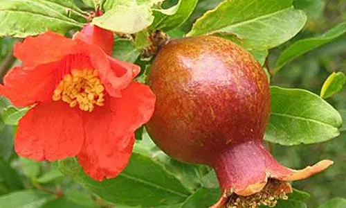 மாதுளம் பூவின் மகிமை