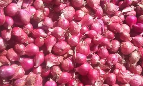 சிறுநீரக கற்களை கரைக்கும் வெங்காயம்