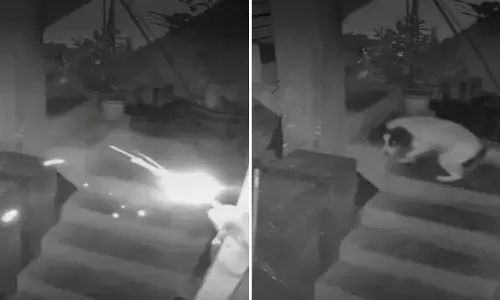 மர்மநபர் வீசிய வெடிபொருள்: வளர்ப்பு நாயின் செயலால் உயிர் தப்பிய குடும்பம் - வைரல் வீடியோ