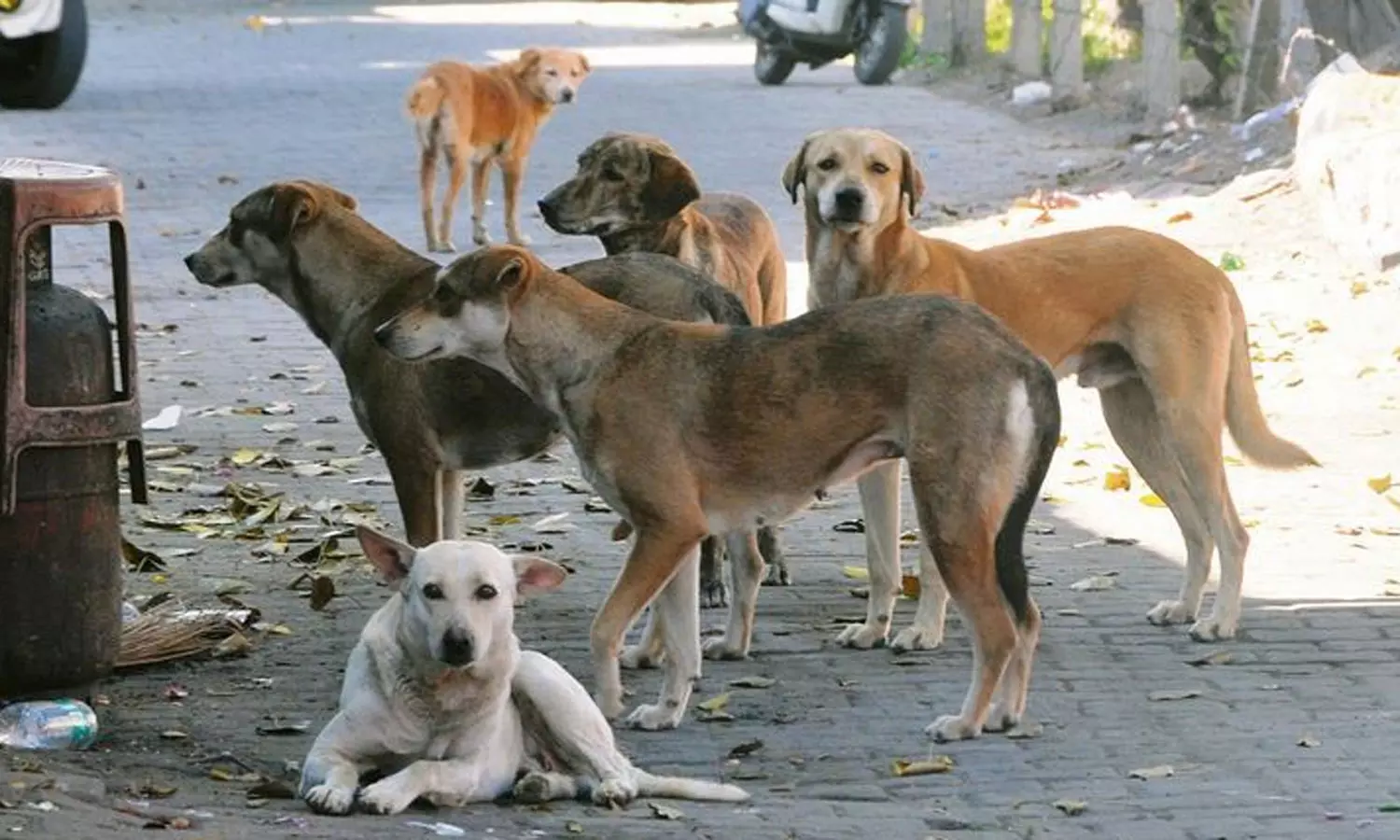 அடுத்த 2 ஆண்டுகளில் 10 லட்சம் தெரு நாய்களுக்கு மைக்ரோசிப்: டெல்லி அரசு ஏற்பாடு