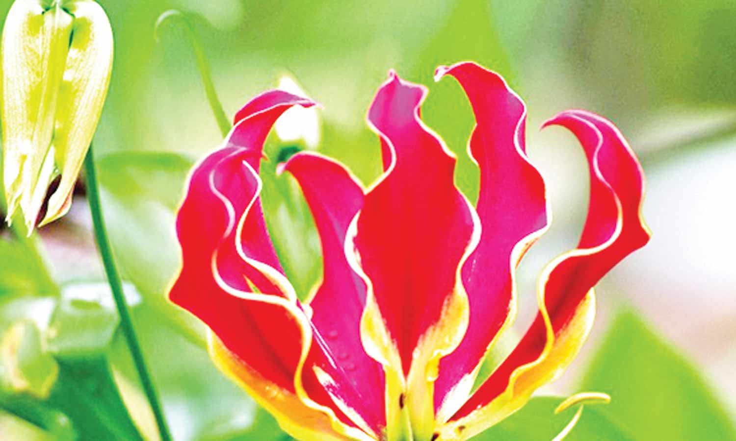 மருத்துவ குணங்கள் நிறைந்த செங்காந்தள் மலர்