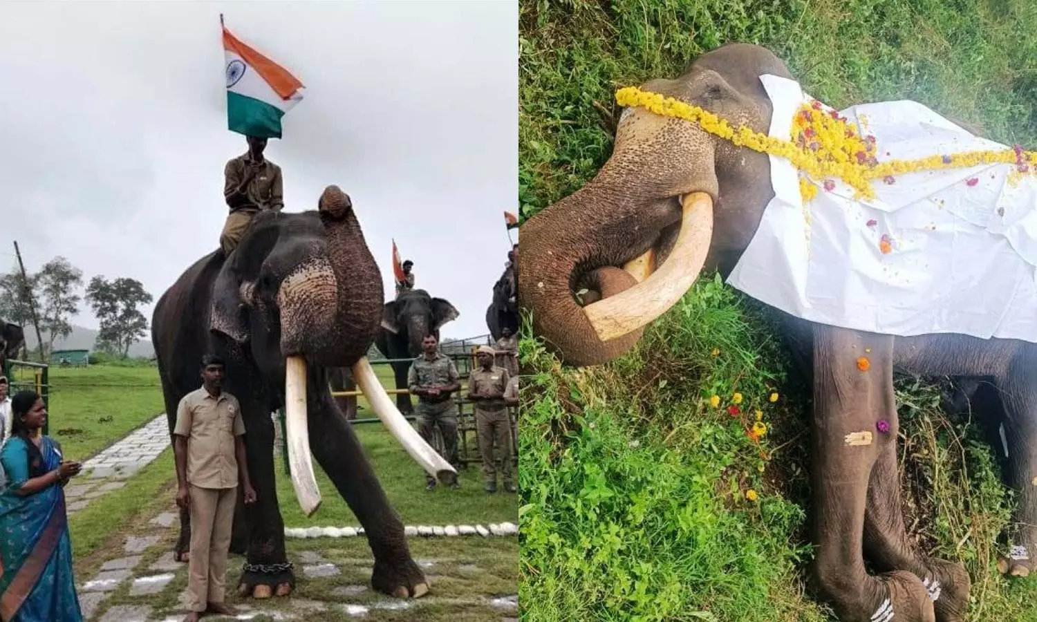 தமிழகத்திலேயே மிக நீளமான தந்தம் கொண்ட யானை உயிரிழப்பு