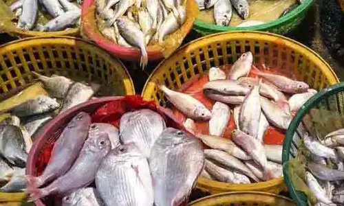 மருத்துவ மகத்துவம்- இதயத்தை இரும்பாக்கும் மீன்!