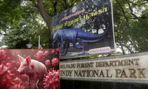 கிண்டி தேசிய பூங்காவில் ஆப்பிரிக்க பன்றிக்காய்ச்சல் பரவுகிறது