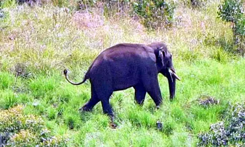 உத்தர பிரதேசத்தில் யானையை காணவில்லை என புகார் அளித்த நபர்..!