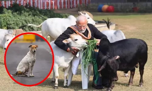 தெருநாய் விவகாரம்: விலங்கு நல ஆர்வலர்கள் பசுவை ஒரு விலங்காக கருதுவதில்லை - பிரதமர் மோடி