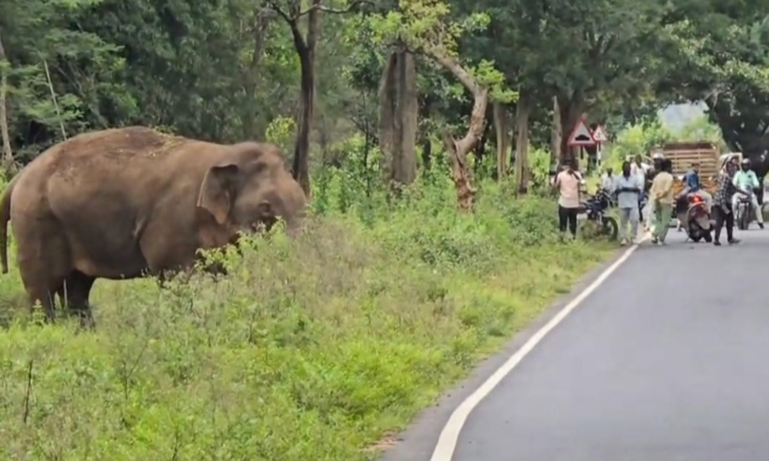 சாலையில் உலா வந்த ஒற்றை காட்டு யானை