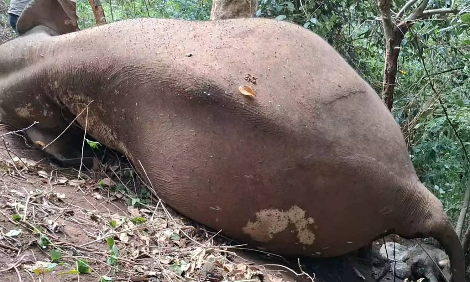 குன்னூர் அருகே மலையில் இருந்து சறுக்கி விழுந்து கர்ப்பிணி யானை பலி