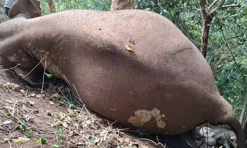 குன்னூர் அருகே மலையில் இருந்து சறுக்கி விழுந்து கர்ப்பிணி யானை பலி
