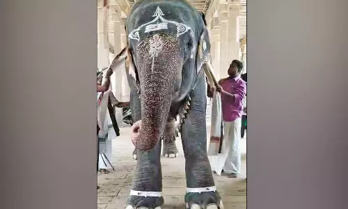 ஆதிகும்பேஸ்வரர் கோவில் யானைக்கு ரூ.2 லட்சத்தில் வெள்ளி கொலுசுகள்