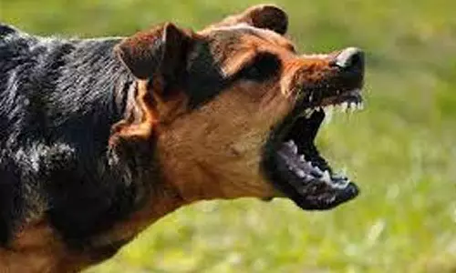 தெரு நாய் கடித்ததில் சிகிச்சை பெற்றுவந்த தொழிலாளி உயிரிழப்பு