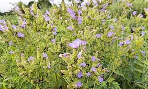 ஓவேலி மலைத்தொடரில் பூத்துக்குலுங்கும் நீலக்குறிஞ்சி மலர்கள்: சுற்றுலா பயணிகள் கண்டு ரசித்தனர்