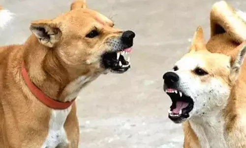 நாய் கடித்து 10-ம் வகுப்பு மாணவர் உயிரிழப்பு