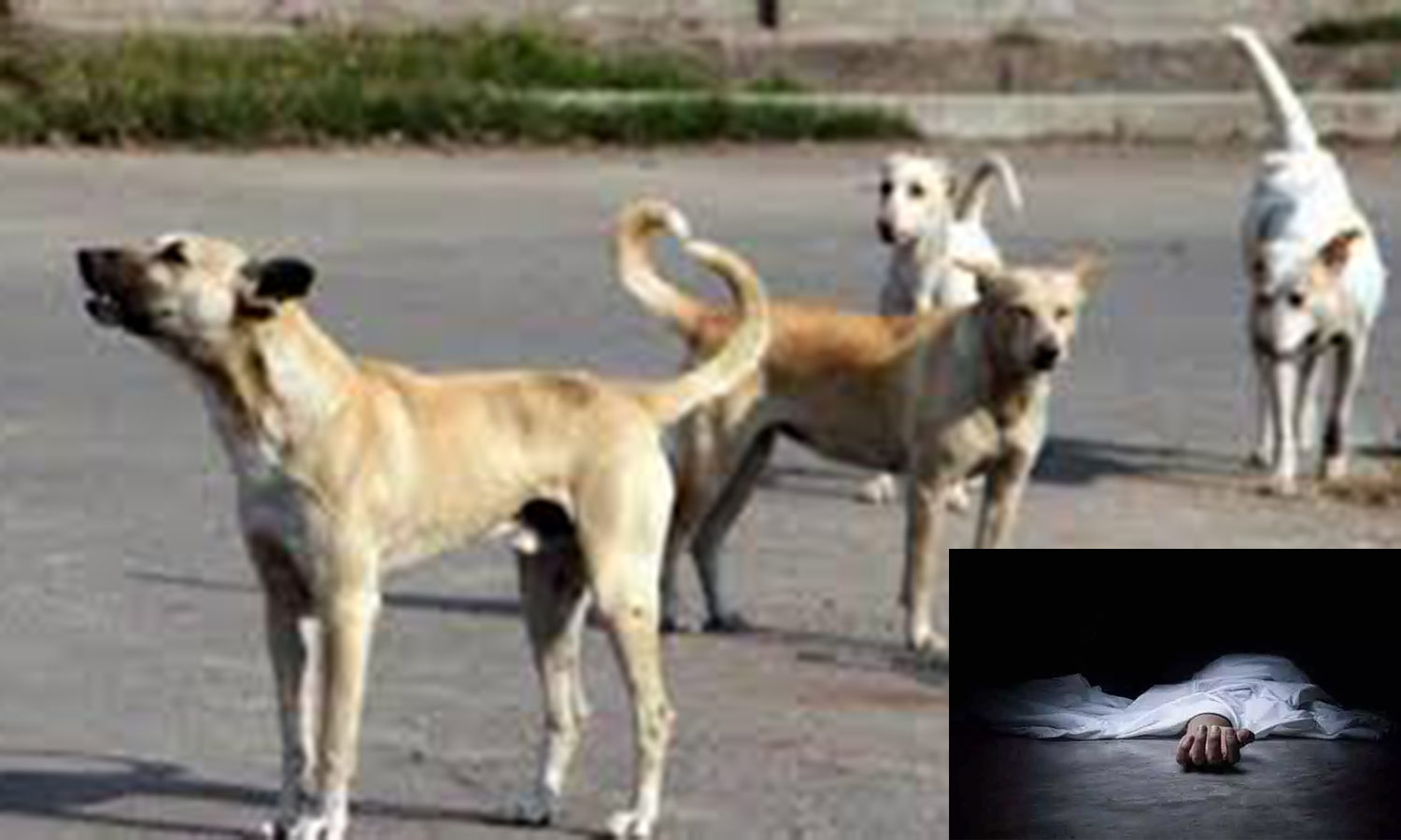 நாய் கடித்து சிறுவன் பலி