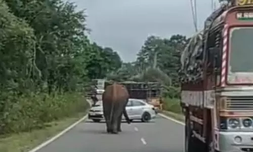 தேசிய நெடுஞ்சாலையில் வரும் வாகனங்களை துரத்தும் ஒற்றை யானை
