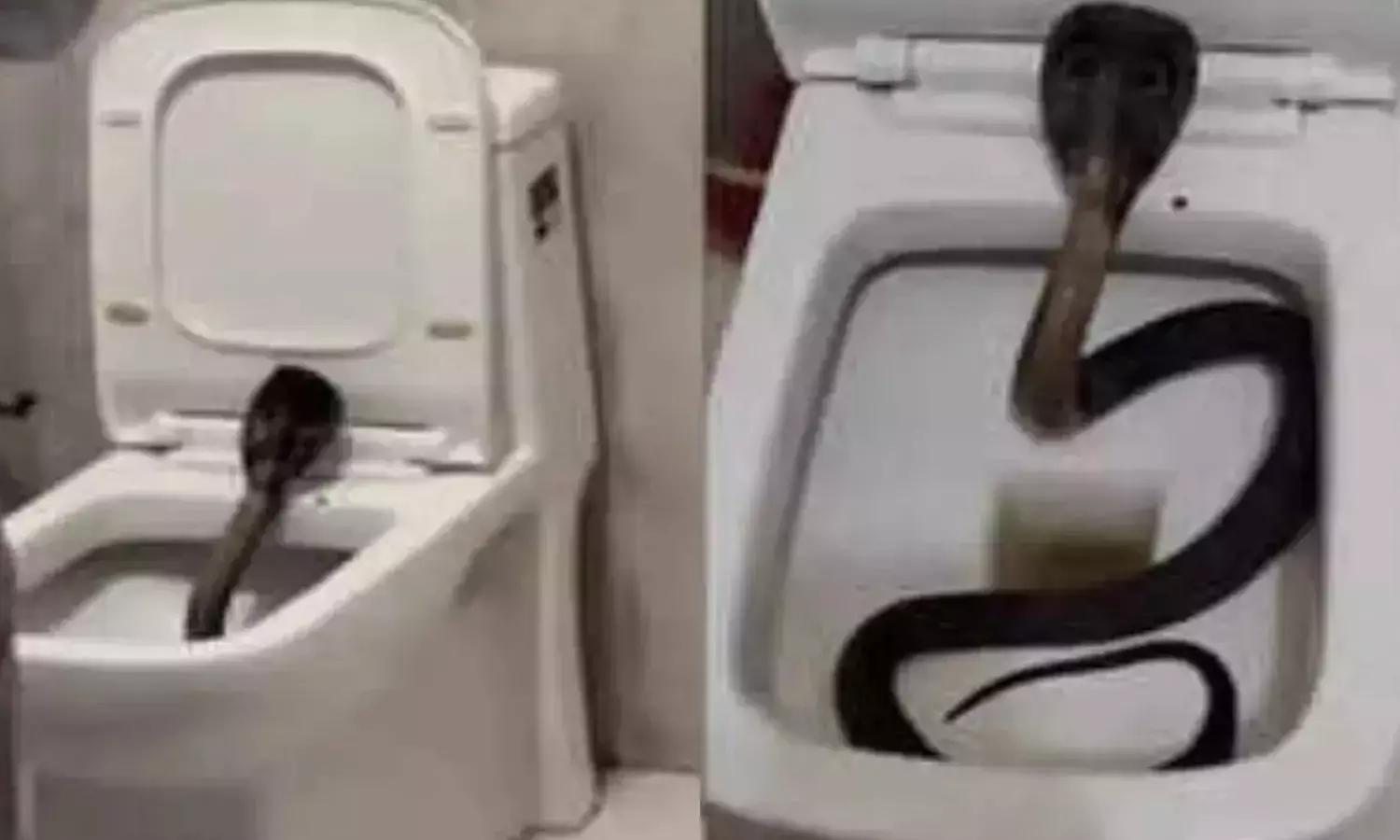 VIDEO: ஓட்டல் கழிவறை கோப்பைக்குள் இருந்து சீறிய நாகப்பாம்பு