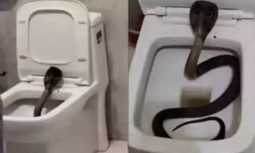 VIDEO: ஓட்டல் கழிவறை கோப்பைக்குள் இருந்து சீறிய நாகப்பாம்பு