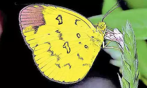 கேரளாவில் உள்ள பெரியார் புலிகள் காப்பகத்தில் 12 புதிய இனங்கள் கண்டுபிடிப்பு