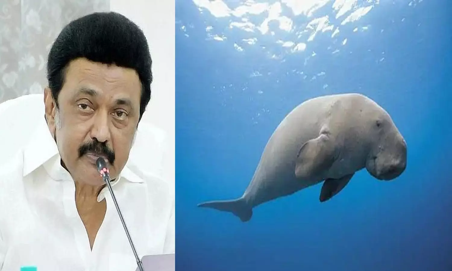 கடற்பசு பாதுகாப்பகம்- முதலமைச்சர் மு.க.ஸ்டாலின் பெருமிதம் கடற்பசு பாதுகாப்பகம்- முதலமைச்சர் மு.க.ஸ்டாலின் பெருமிதம்