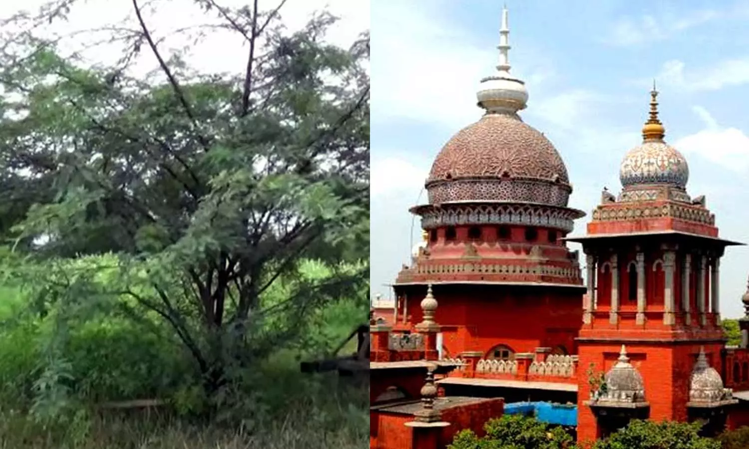 சீமை கருவேல மரங்களை அகற்ற உத்தரவிடக்கோரி வழக்கு: தமிழக அரசுக்கு உயர்நீதிமன்றம் கெடு..! சீமை கருவேல மரங்களை அகற்ற உத்தரவிடக்கோரி வழக்கு: தமிழக அரசுக்கு உயர்நீதிமன்றம் கெடு..!