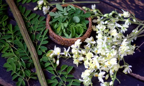 ஆண்மை குறைபாட்டை நீக்கும் முருங்கைப்பூ