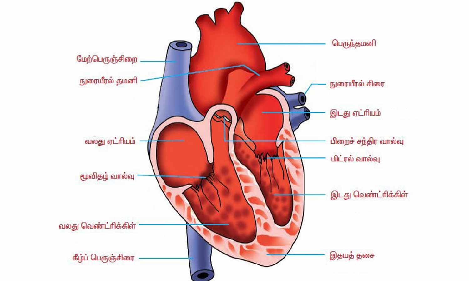 உலக இதய தினம்- இதயத்தின் முக்கிய பணிகள்