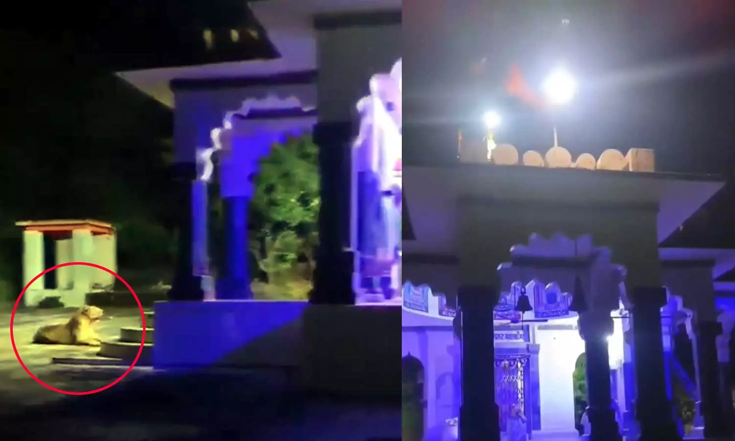 என்ன ஒரு தெய்வீக காட்சி..! கோவிலை சிங்கம் காவல் காக்கும் வீடியோவை பகிர்ந்த ஐபிஎஸ் அதிகாரி