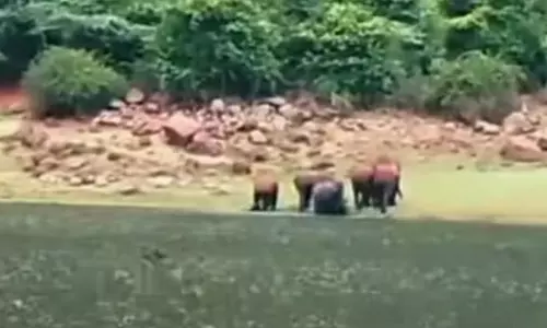 வரட்டுப்பள்ளம் அணை பகுதியில் குட்டிகளுடன் படையெடுக்கும் யானை கூட்டங்கள்- வனத்துறையினர் எச்சரிக்கை