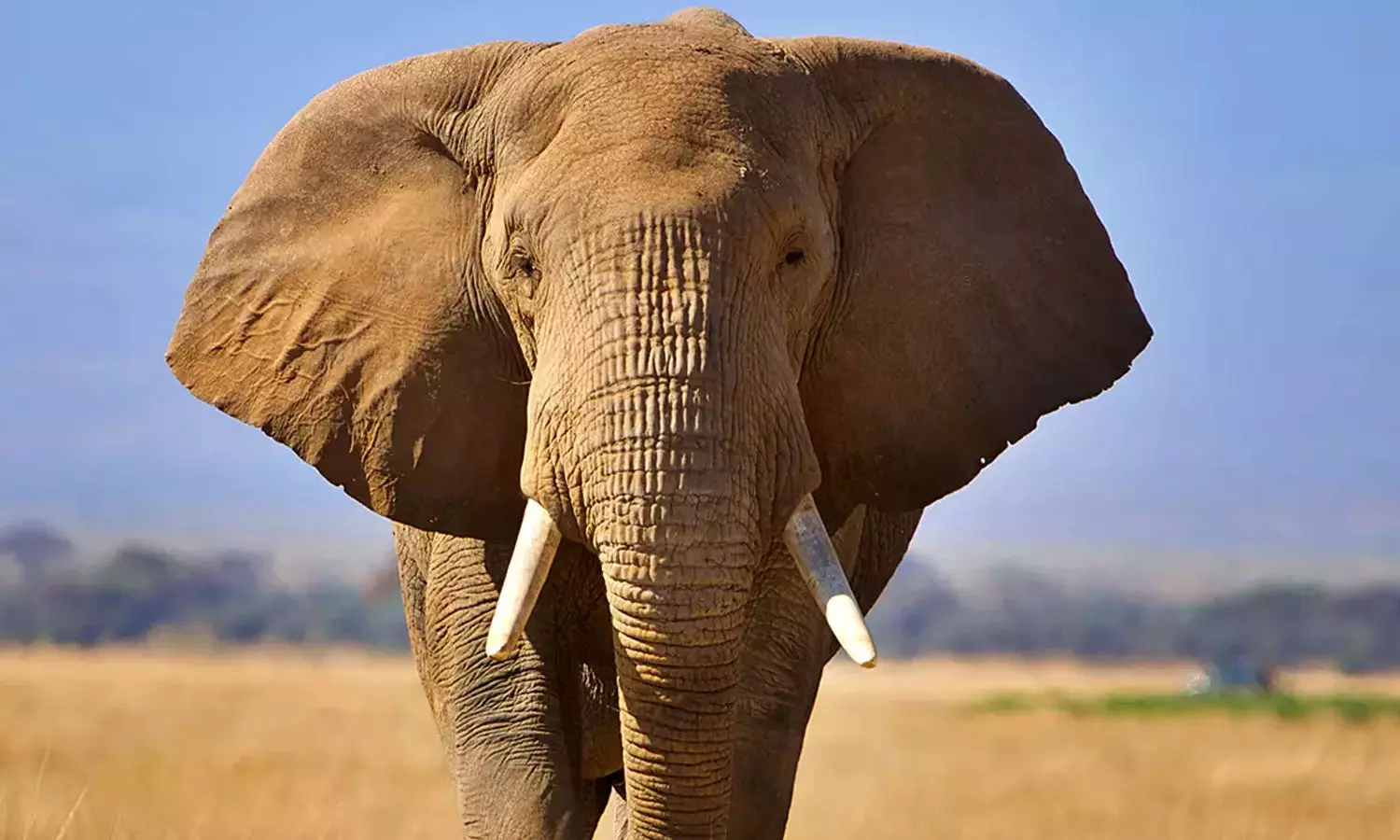 இதையும் கூடவா விட்டுவைக்கல: யானையை திருடி ரூ.27 லட்சத்துக்கு விற்ற கும்பல்