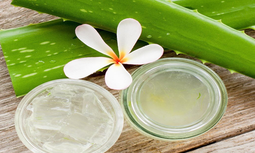 கற்றாழையின் மருத்துவ குணங்கள்..