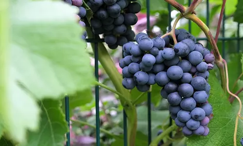 திராட்சை விதையின் மகத்தான மருத்துவ குணங்கள்