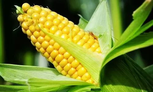 சத்துக்கள் குவிந்திருக்கும் சோளம்..