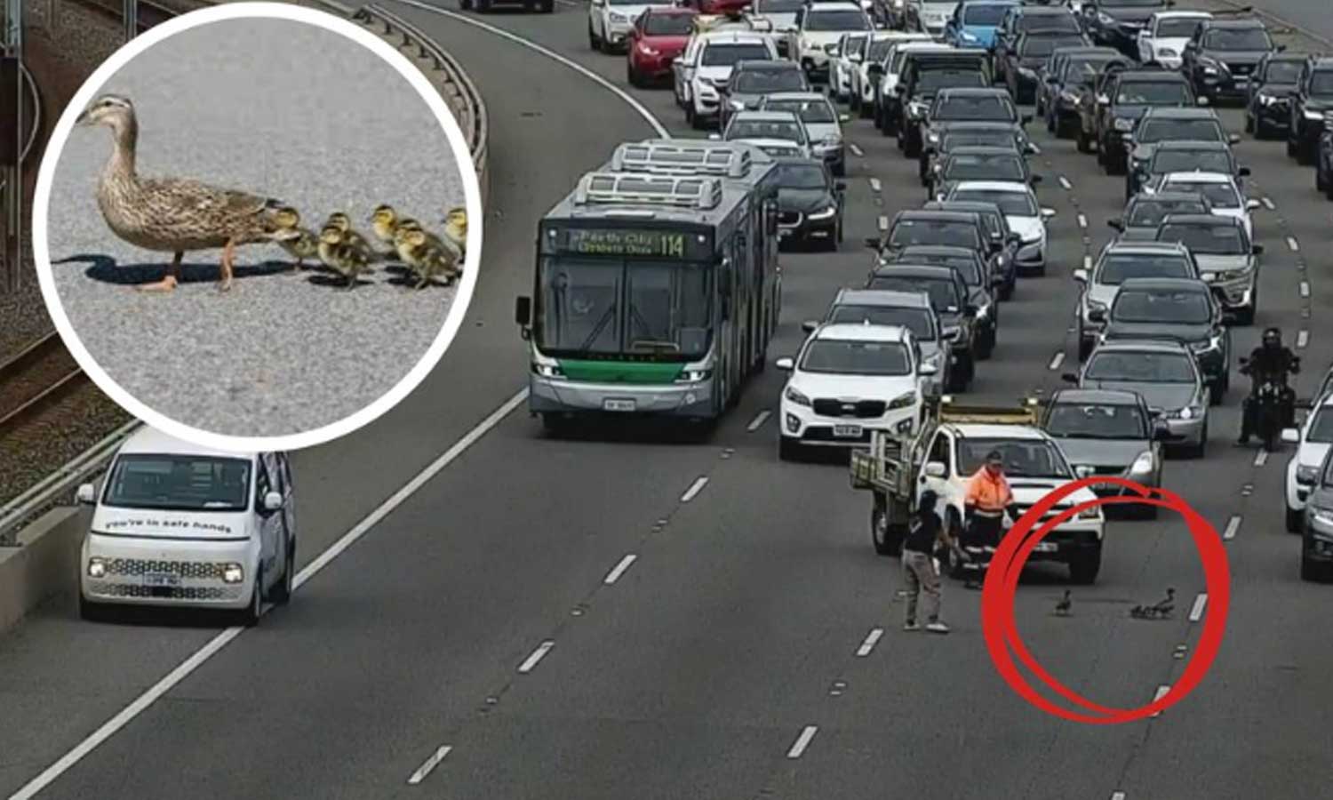 VIDEO: ஆஸ்திரேலியா சாலையில் தனது குஞ்சுகளுடன் சாலையை கடந்த தாய் வாத்து - காத்திருந்த வாகனங்கள்