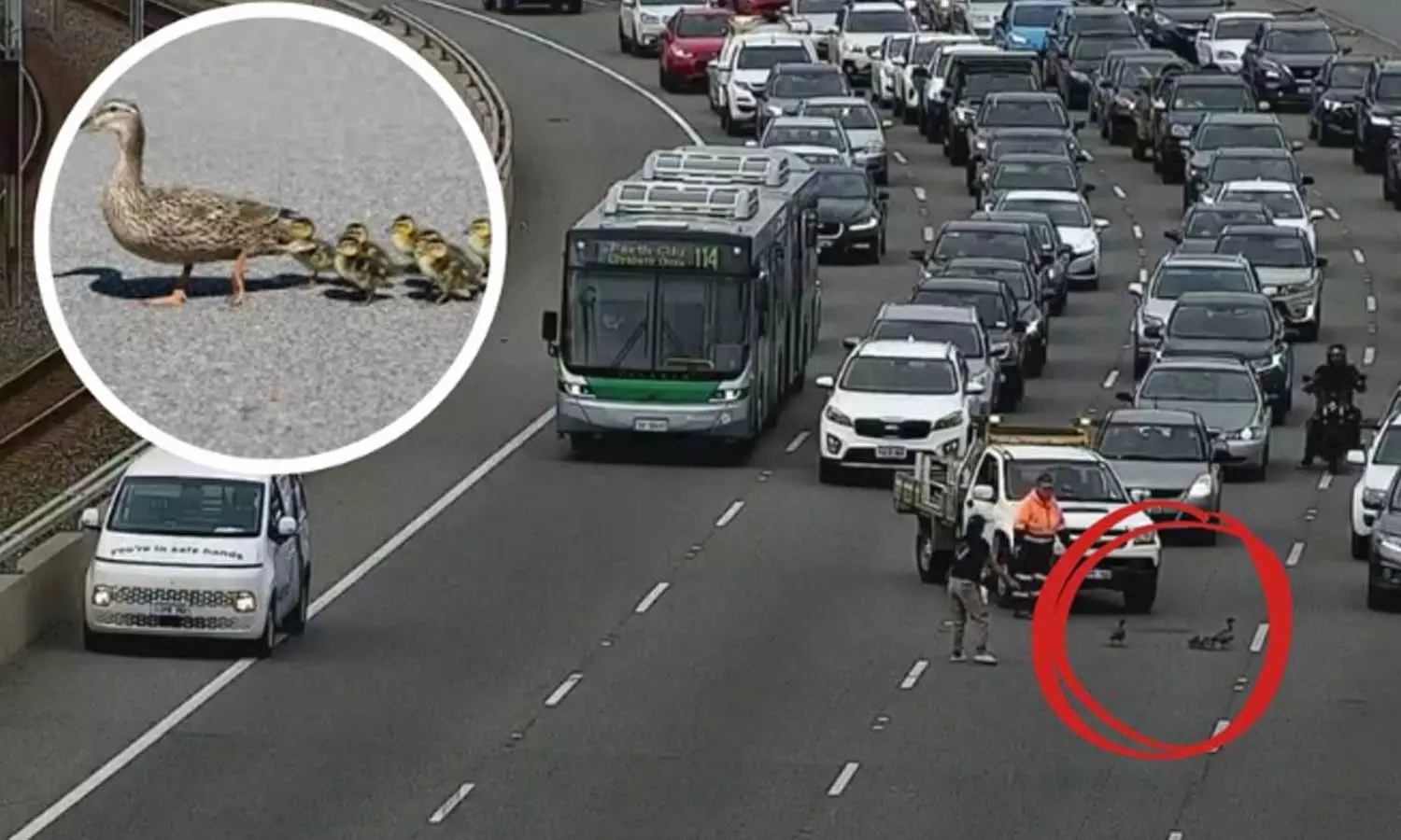 VIDEO: ஆஸ்திரேலியா சாலையில் தனது குஞ்சுகளுடன் சாலையை கடந்த தாய் வாத்து - காத்திருந்த வாகனங்கள்