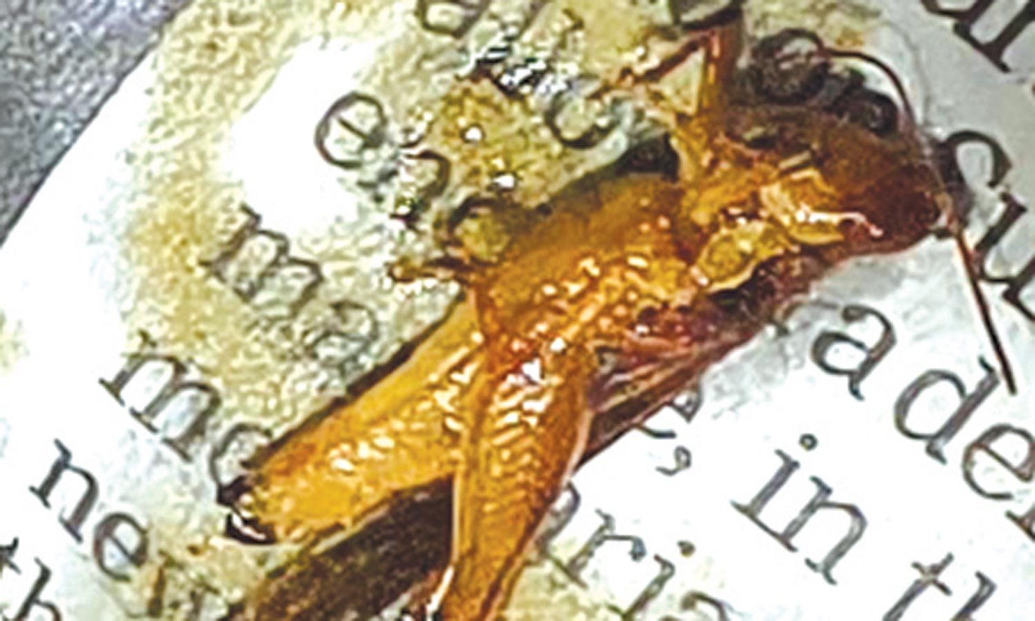 ஓட்டலில் சால்னாவில் செத்து மிதந்த வெட்டுக்கிளியால் பரபரப்பு- உணவகத்தை மூடி அதிரடி நடவடிக்கை