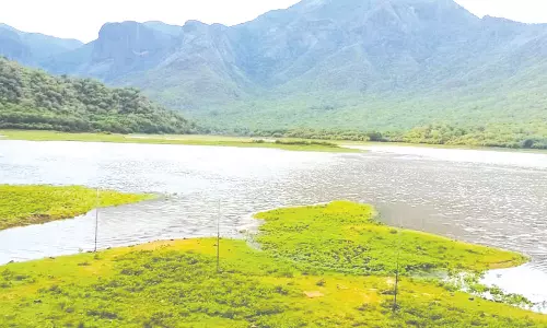 மேற்கு தொடர்ச்சி மலை பகுதியில் கனமழை - ஒரே நாளில் 6 அடி நீர் மட்டம் உயர்ந்த பிளவக்கல் அணை