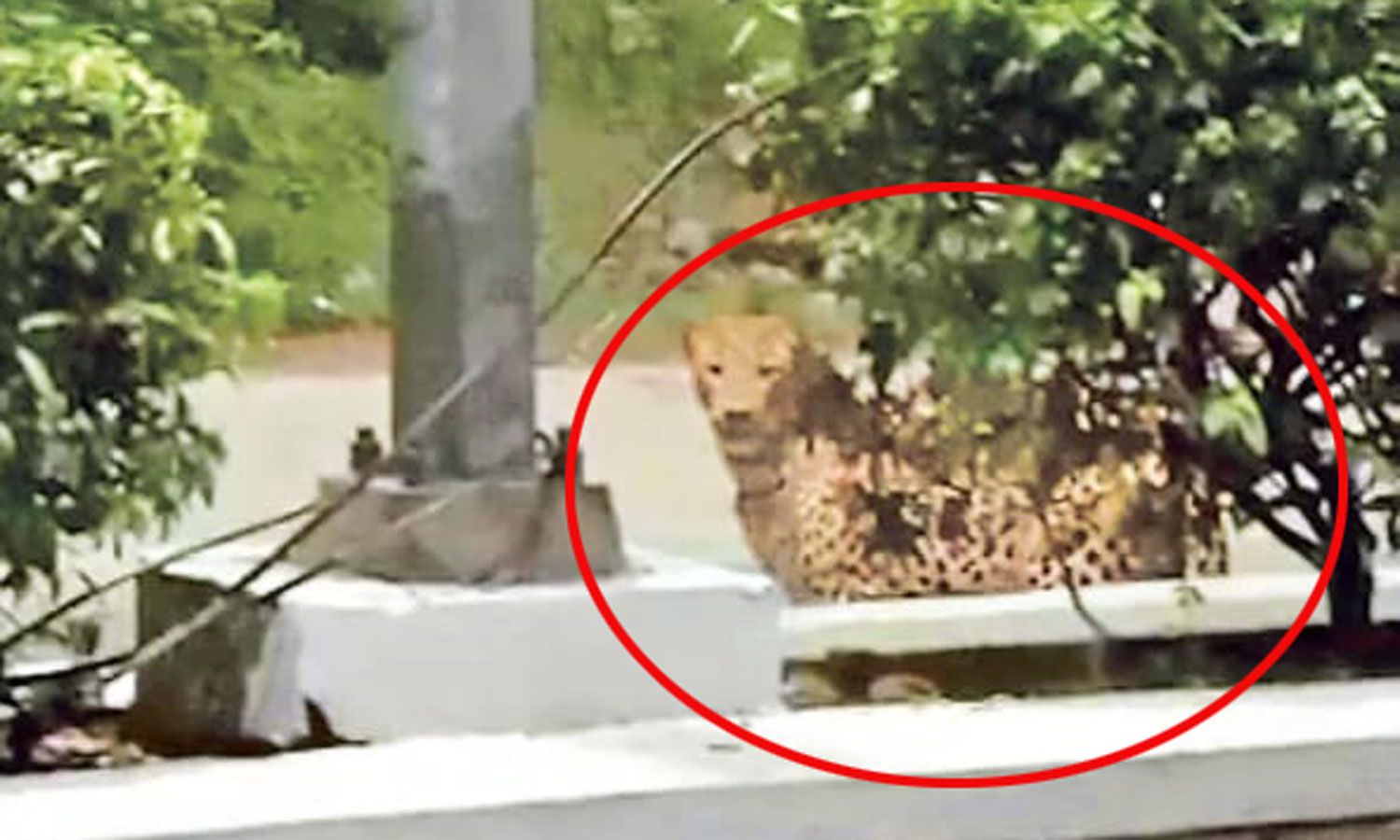 திருப்பதி மலைப்பாதையில் சிறுத்தை நடமாட்டம்- பக்தர்களுக்கு எச்சரிக்கை