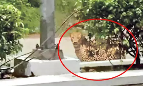 திருப்பதி மலைப்பாதையில் சிறுத்தை நடமாட்டம்- பக்தர்களுக்கு எச்சரிக்கை