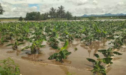 சின்னமனூர் அருகே மழை வெள்ளம் சூழ்ந்து 5 ஆயிரம் வாழைகள் சேதம்