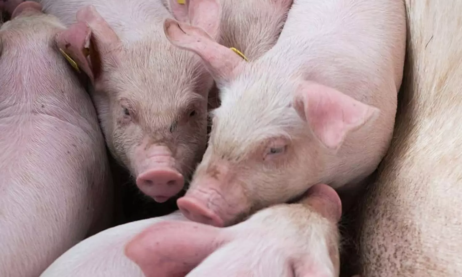 ஆப்பிரிக்கன் பன்றிக்காய்ச்சல் பரவல் எதிரொலி: கேரளாவில் இருந்து பன்றிகள் கொண்டு வர தடை