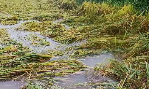 நாகை, திருவாரூர் மாவட்டங்களில் கனமழை- ஆயிரக்கணக்கான ஏக்கர் குறுவை நெற்பயிர்கள் நீரில் மூழ்கின