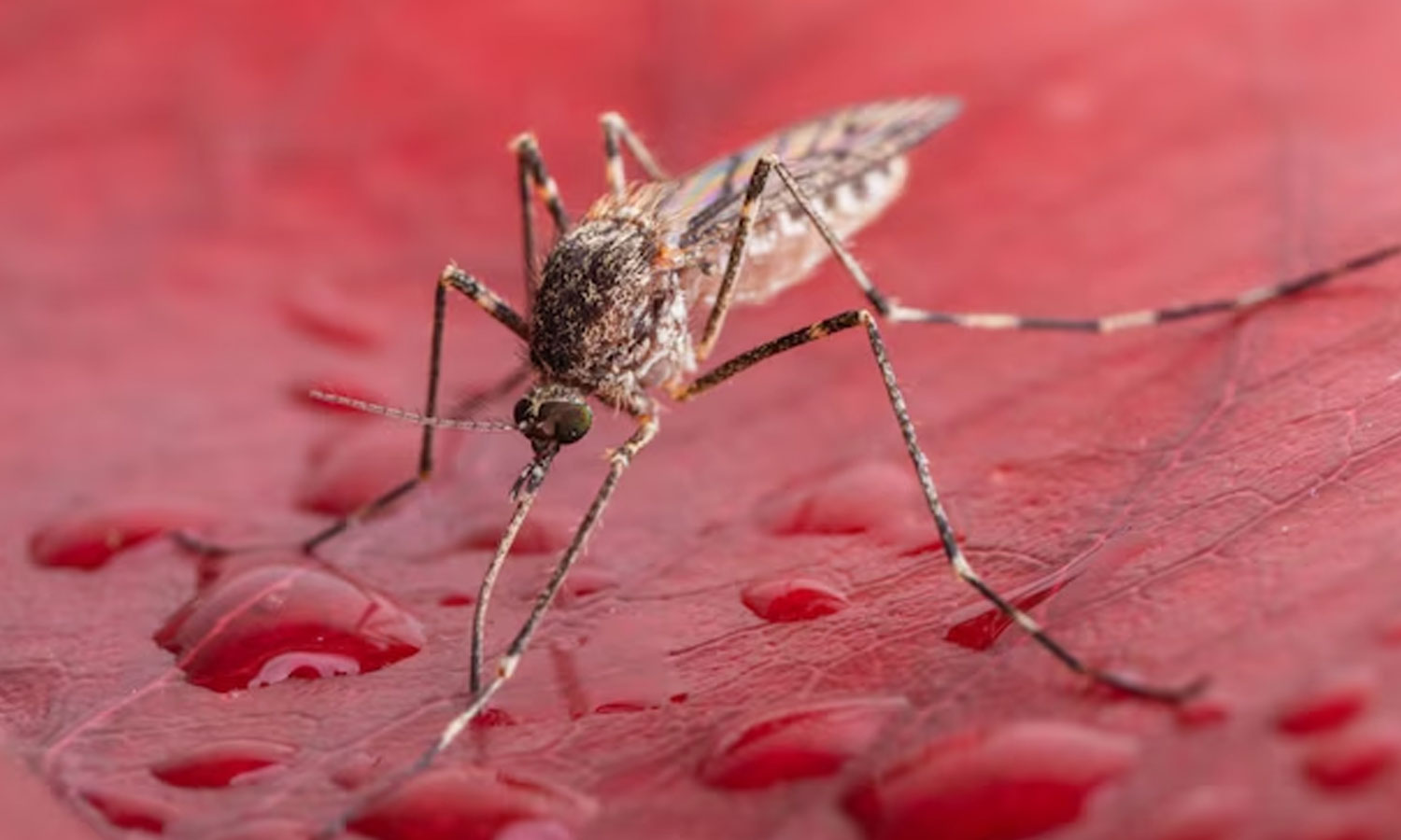 புவி வெப்பமயமாதல் எதிரொலி - ஐஸ்லாந்தில் கண்டறியப்பட்ட கொசுக்கள்