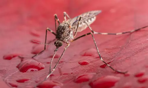 புவி வெப்பமயமாதல் எதிரொலி - ஐஸ்லாந்தில் கண்டறியப்பட்ட கொசுக்கள்